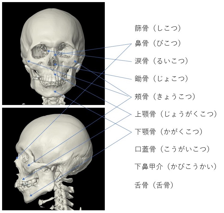 頭蓋と顔面頭蓋のマニピュレーション·テクニック図説 英語版 健康・医学